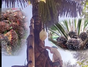 1 Pohon Ballo’ Setara 1 Kapling Sawit: Potensi Tersembunyi yang Dilupakan